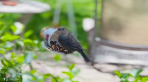 Photo: Tea Cup Bird Feeder